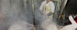 Kärnten will Schlachthöfe genauer kontrollieren