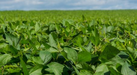 Brasilien und EU gegen „Marktverzerrungen“