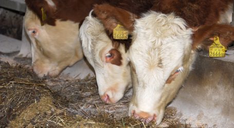 ARGE Rind mit Umsatzrückgang