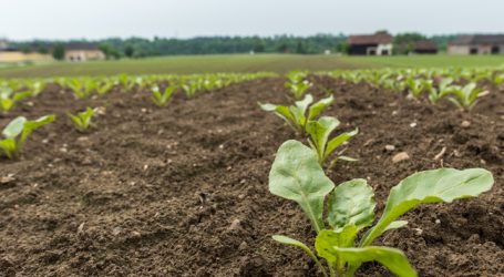 EU richtet Beobachtungsstelle für Zucker ein