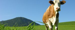 Österreich adaptiert Programm zur Ländlichen Entwicklung