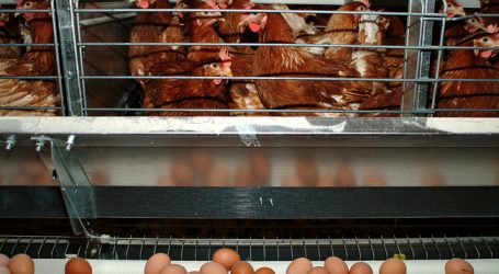 Fipronil in Import-Eiern nachgewiesen