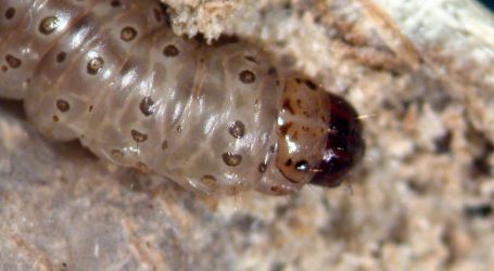 Maiszünsler-Drohne gewinnt an Bedeutung