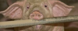 Tschechien sperrt Schweinepest-Gebiete ab