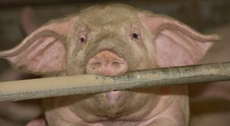 Tschechien sperrt Schweinepest-Gebiete ab
