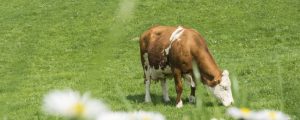 Deutscher Bioanteil steigt von niedrigem Niveau