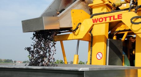 Weinernte dürfte durchschnittlich ausfallen