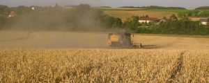 Getreideernte: AMA erwartet – 22 Prozent