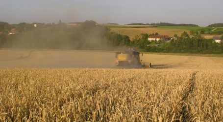 Getreideernte: AMA erwartet – 22 Prozent
