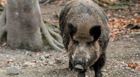 AFP: Tschechien ruft „Krisenlage“ aus
