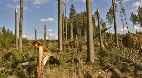Windbruch in Kärnten und im Ennstal