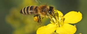 Oberösterreich eröffnet „Bienenzentrum“