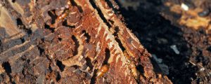 Großes Aufräumen im Wald