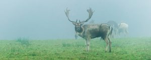 Wildfleisch als Alternative für Bauernhöfe