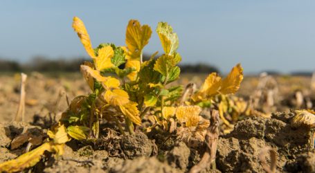 Glyphosat: EFSA schrieb von Monsanto ab