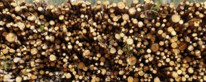 Holz kann nicht mehr abtransportiert werden