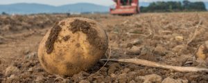 Trockenheit schmälert Erdapfelernte