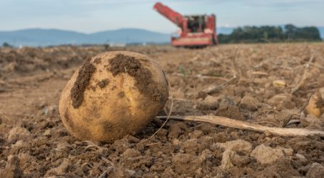 Trockenheit schmälert Erdapfelernte