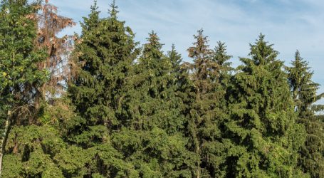 Mehr Geld gegen den Borkenkäfer