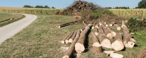 „Nie dagewesenes“ Aufkommen an Käferholz