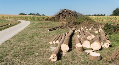 „Nie dagewesenes“ Aufkommen an Käferholz