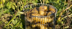 Angst vor Glyphosat bei Kartoffeln