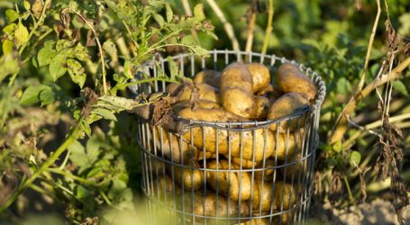 Angst vor Glyphosat bei Kartoffeln