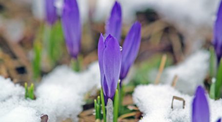 Vorarlberg mit Sonderhilfe bei Frostschäden