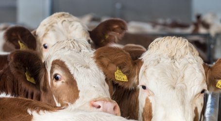 Rinderzucht stark von Türkei abhängig