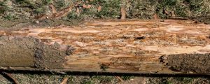 Mehr Beihilfe für Käferschäden in Oberösterreich