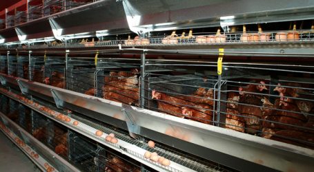 Frühwarnsystem bei Fipronil hat versagt
