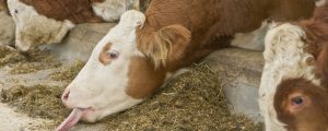Rindfleisch-Schwenk bei Mercosur-Verhandlungen