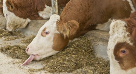 Rindfleisch-Schwenk bei Mercosur-Verhandlungen