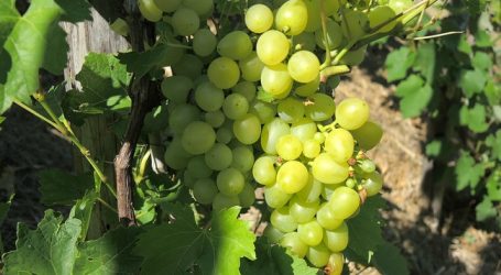 Weinbau breitet sich in Oberösterreich aus