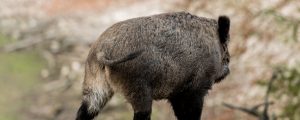Deutsche Jäger sollen mehr Wildschweine schießen