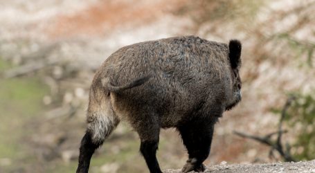Deutsche Jäger sollen mehr Wildschweine schießen