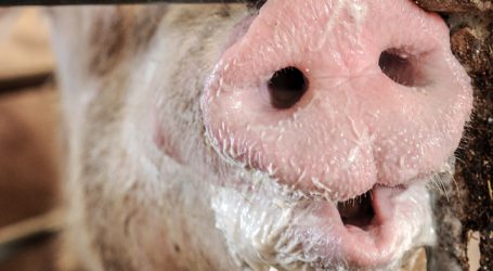 Polens Bauern erhalten Schweinepest-Nothilfe