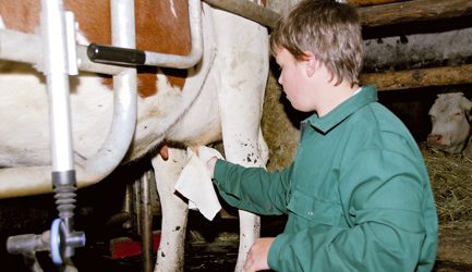 Euterprobleme bei Erstlingskühen: Wie beuge ich vor?