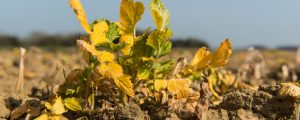 Glyphosat: Krebserregend oder nicht?