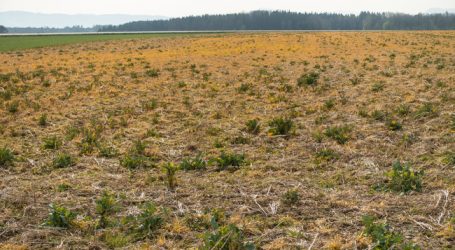 Glyphosat-Verlängerung immer unwahrscheinlicher