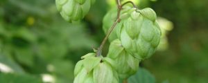 Hopfen: Ertrag gut, Menge weniger