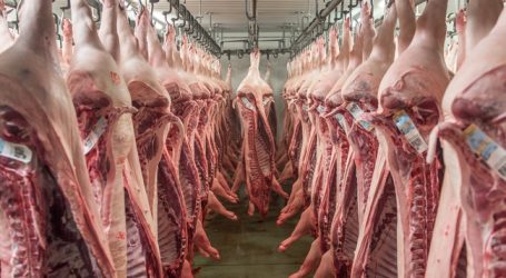 Taiwan öffnet sich für österreichische Schweine