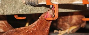 Vertragsproduktion sollen 1 Mio. Legehennen bringen