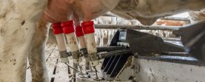 MIV fürchtet Druck durch Magermilch-Bestände