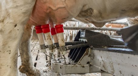 MIV fürchtet Druck durch Magermilch-Bestände