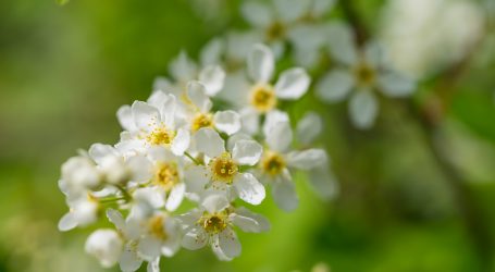 Bundesforste brauen „Waldbier“ aus Wilder Kirsche