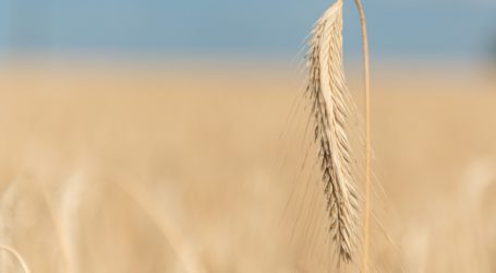 Bayer muss Umsatzrückgang hinnehmen