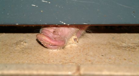 Schweinemastskandal: Keine weiteren Auffälligkeiten