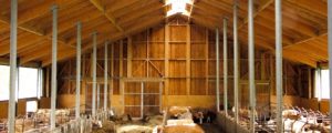 Stallbau für Bio-Rinder