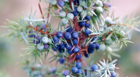 Wacholder soll stärker geschützt werden